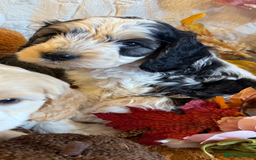 Cockapoo dogs for sale: Gorgeous cockapoo babies  - Image 11