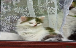 Mixed Breed cats for sale: Rare Ragdoll × Norwegian Forest kittens - Image 23