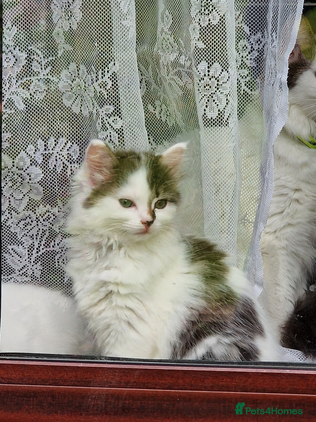 Mixed Breed cats for sale: Rare Ragdoll × Norwegian Forest kittens - Image 23