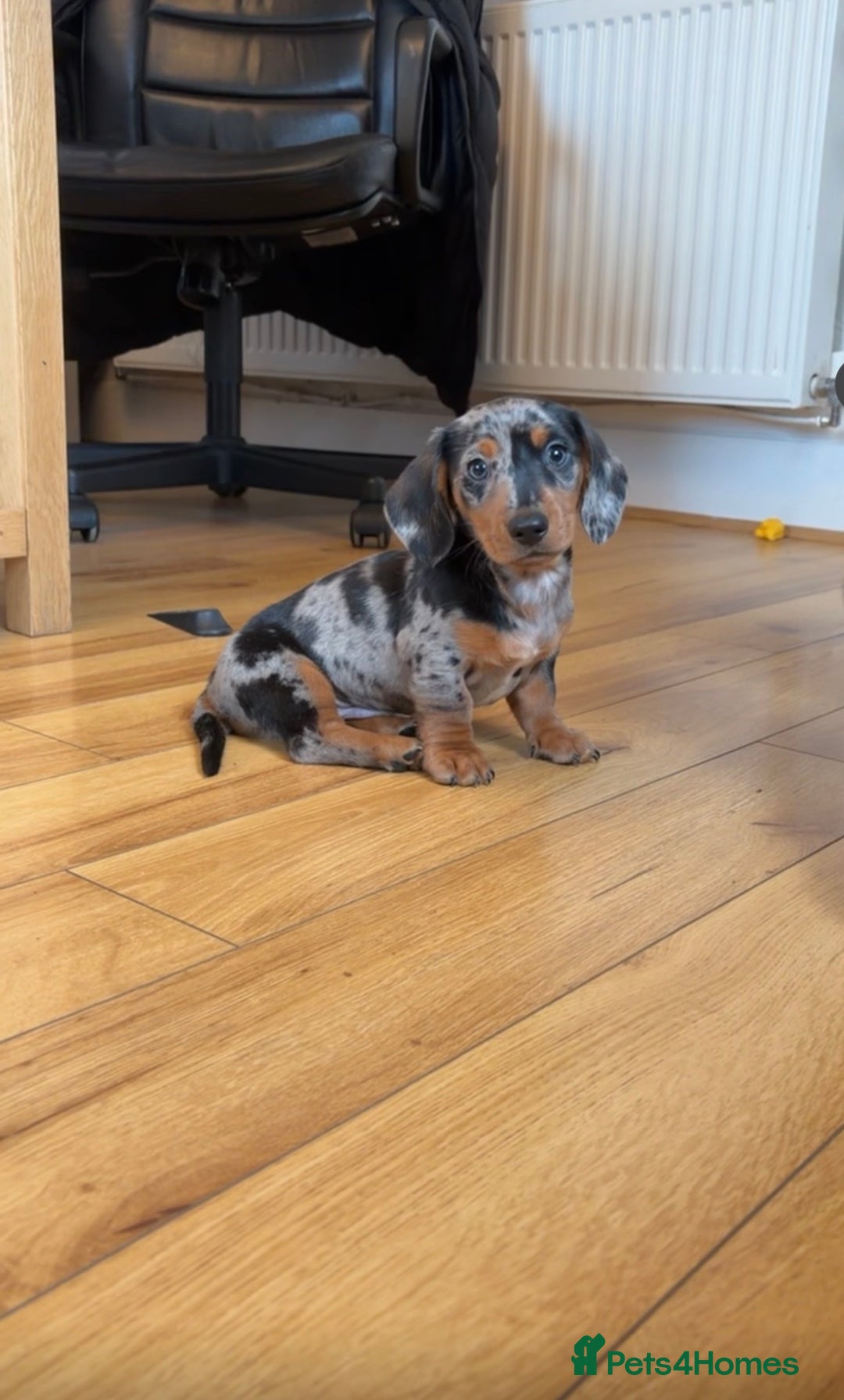 Dachshund dogs for sale: hugo  - Advert 1