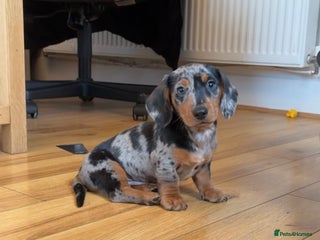Dachshund dogs hugo - Advert 2