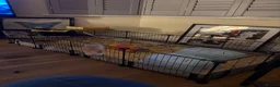 Guinea Pig rodents for sale: Beautiful bonded long haired boars  - Advert 4