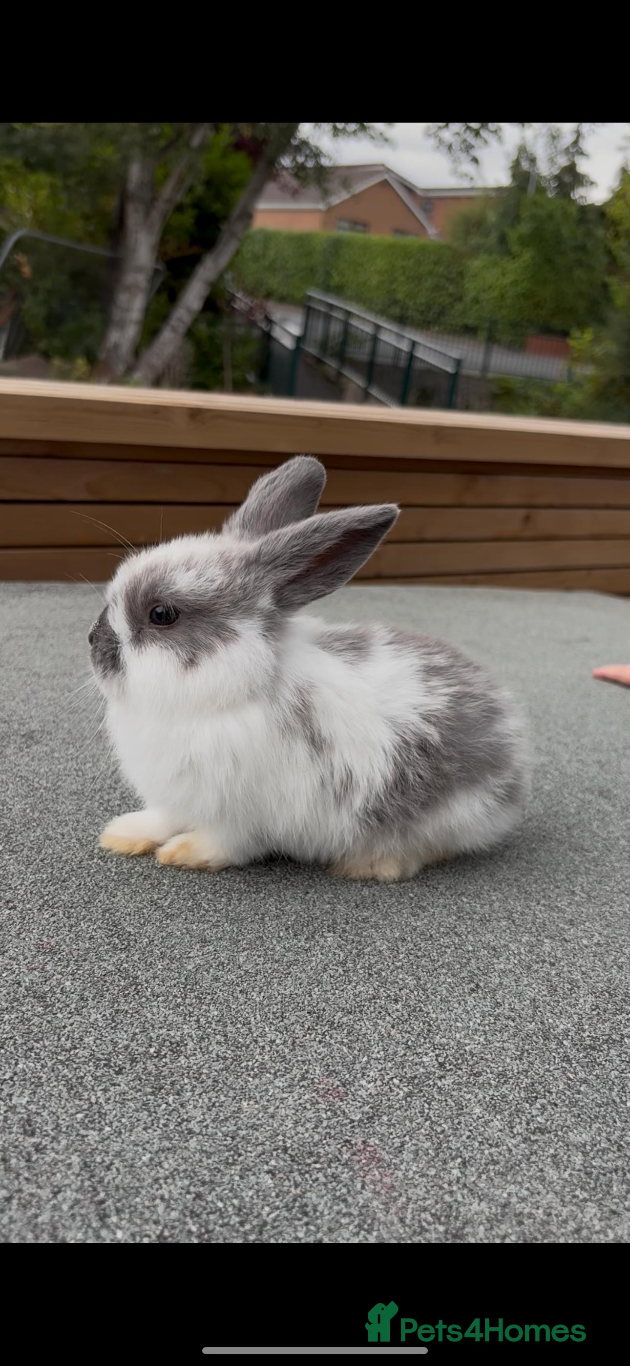 Mini Lop rabbits 🐰 Adorable full breed Lop Bunnies - Advert 1