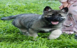 Utonagan dogs for sale: Utonagan  - Image 3