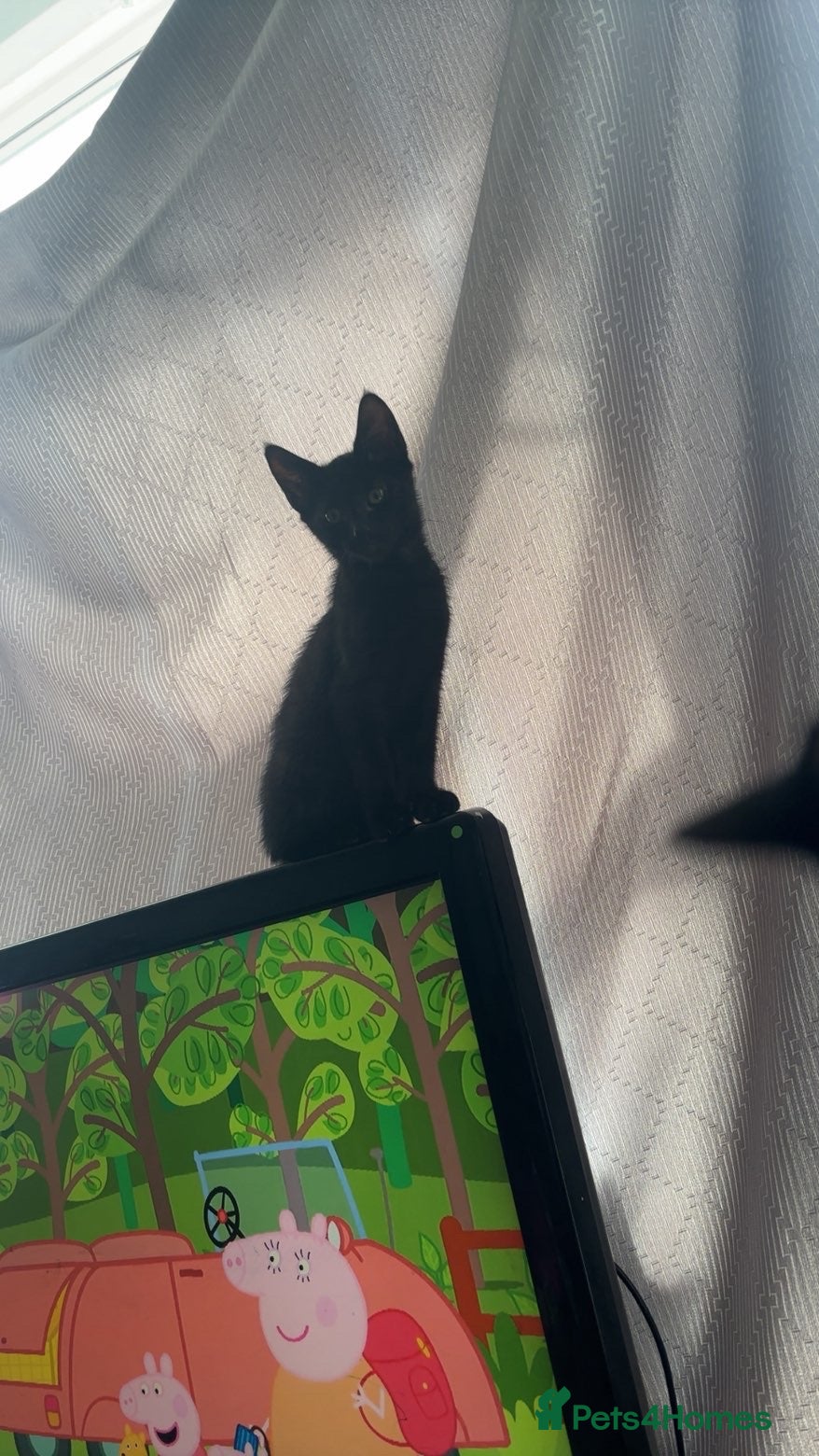 Black Kitten 