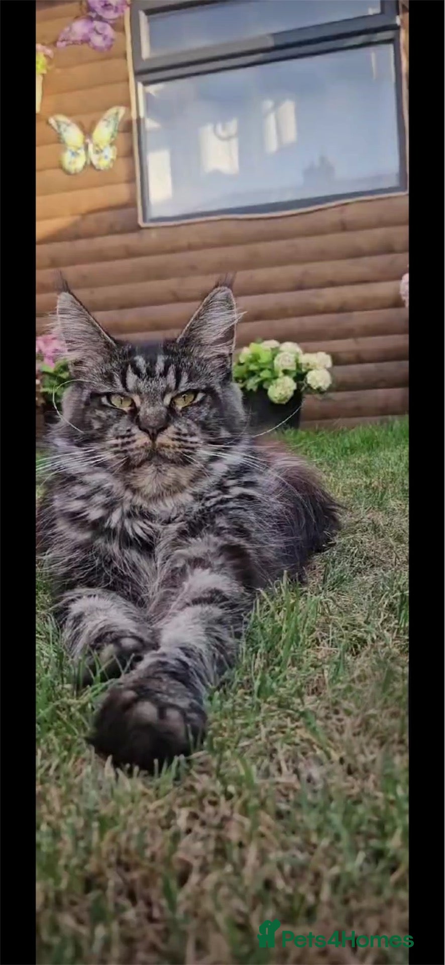 Maine Coon cats Two beautiful Maine Coon kittens - Advert 1