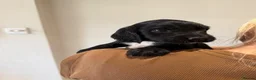 Sprocker dogs for sale: Gorgeous Sprocker Puppies Ready for loving Homes in Hull - Advert 2