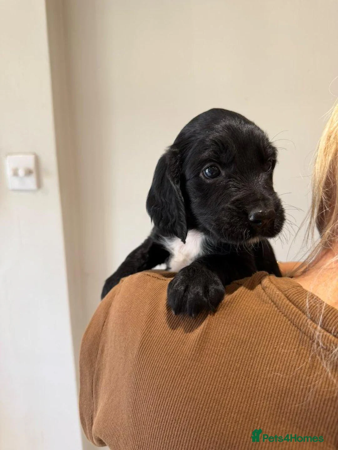 Sprocker dogs for sale: Gorgeous Sprocker Puppies Ready for loving Homes in Hull - Advert 2