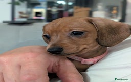 Miniature Dachshund dogs for sale: 2x miniature dachshunds - Image 22