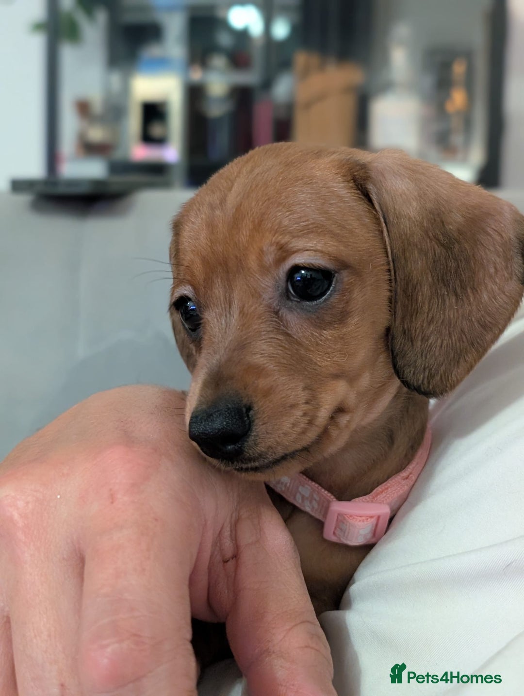 Miniature Dachshund dogs for sale: 2x miniature dachshunds - Image 22