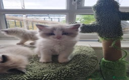 Ragdoll cats for sale: Ragdoll kittens  - Image 13