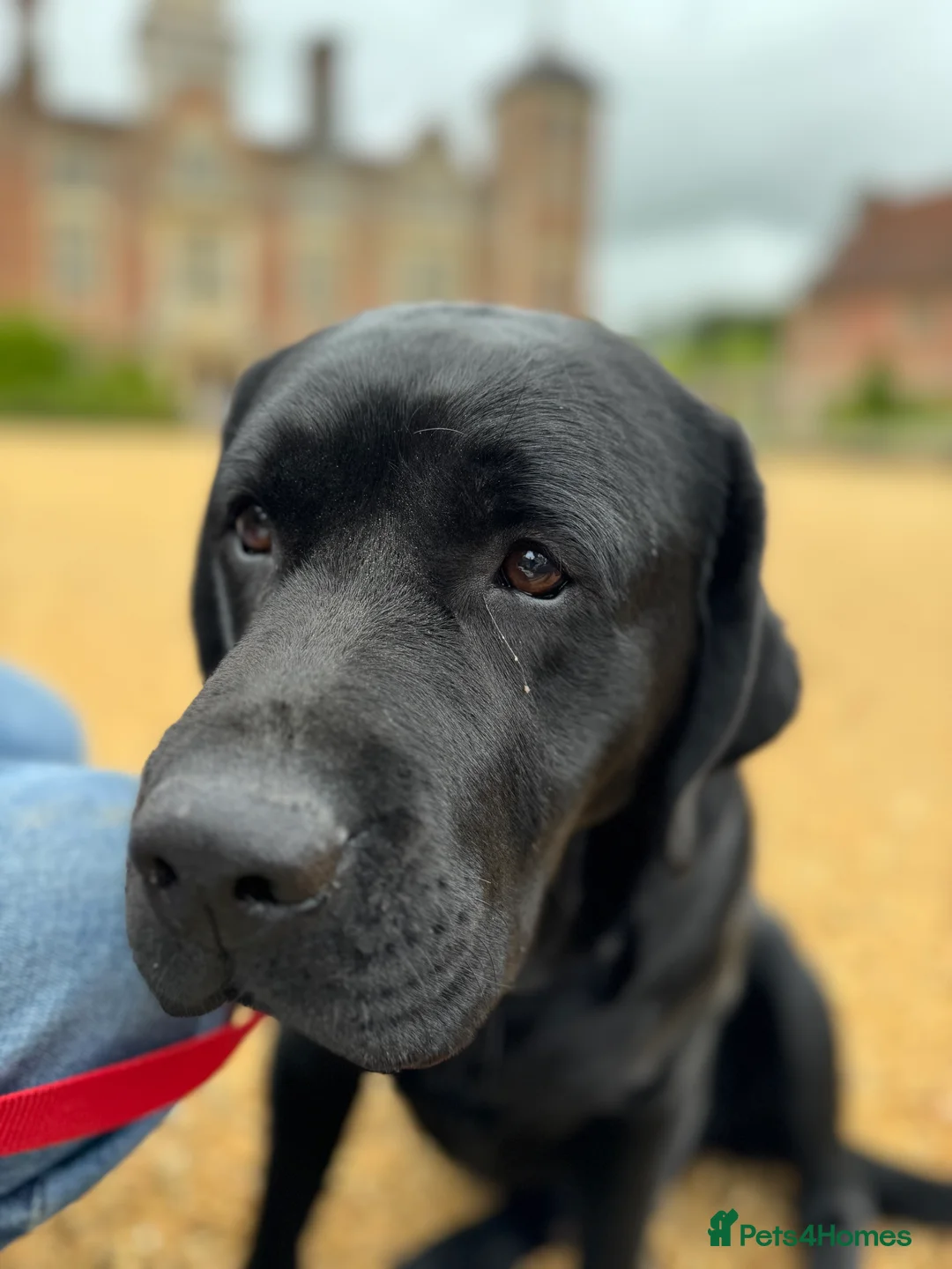 Labrador Retriever dogs for stud: Labrador, proven, health tested, show bred  - Advert 6