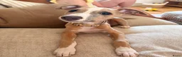 Whippet dogs for sale: Lenny  - Advert 9