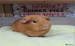 Guinea Pig rodents for sale: Female guinea pig - Leeds Area LS27  - Advert 4