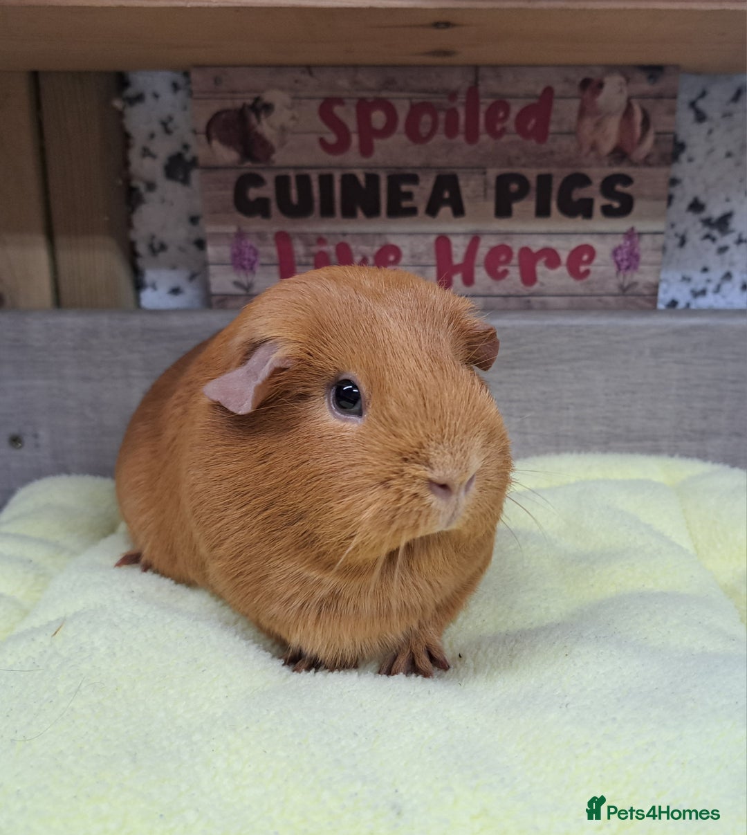 Guinea Pig rodents for sale: Female guinea pig - Leeds Area LS27  - Advert 4