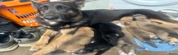 Mixed Breed dogs for sale: Lurcher puppies GSD x saluki ready now  - Advert 9