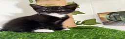 Domestic Shorthair cats for sale: Kittens for sale - Advert 6