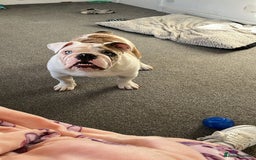 English Bulldog dogs for stud: British Bulldog Stud - First time available.  - Image 4