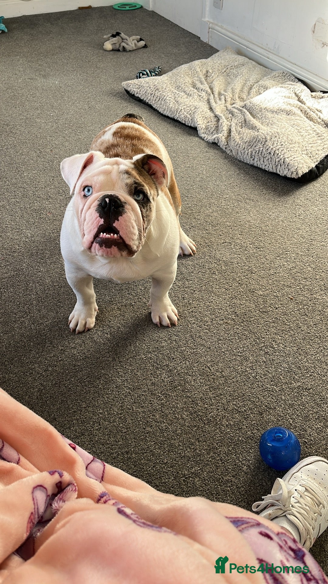 English Bulldog dogs for stud: British Bulldog Stud - First time available.  - Image 4