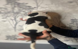 American Bully dogs for sale: Pocket bully puppies  - Advert 12