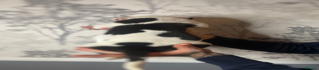 Blue and white pied male 