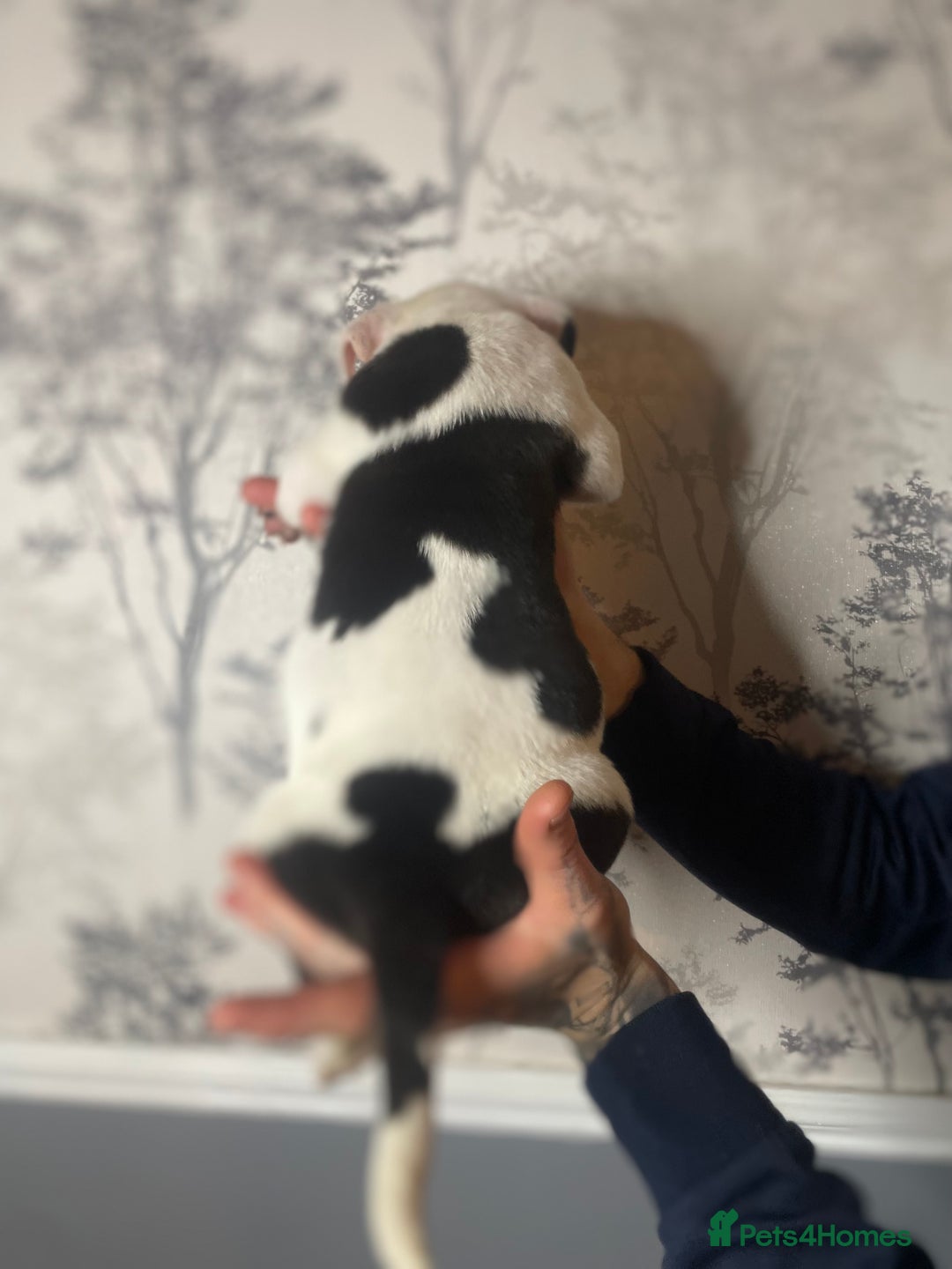 American Bully dogs for sale: Pocket bully puppies  - Advert 12