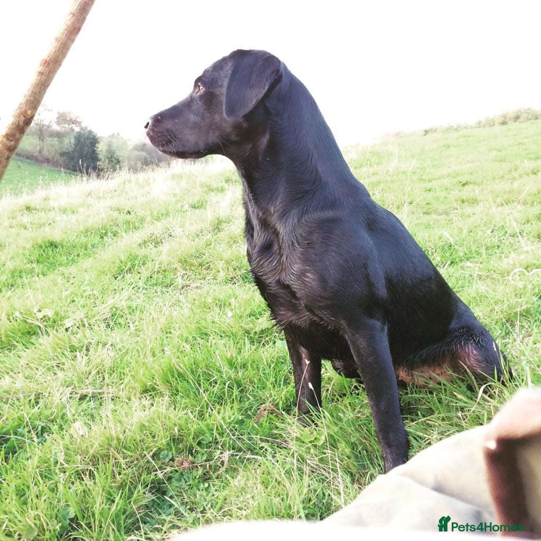 Labrador Retriever dogs for sale: Black Working Lab Puppies  - Image 4