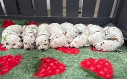 Dalmatian dogs for sale: 8 Gorgeous Dalmatian Puppies - Image 1