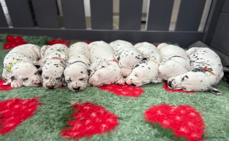 Dalmatian dogs - Advert 3