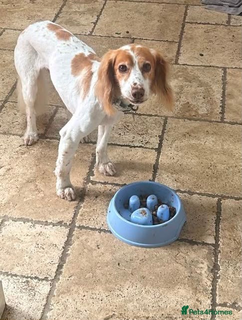 Cocker Spaniel dogs for adoption: Amber needs a loving home  - Advert 5