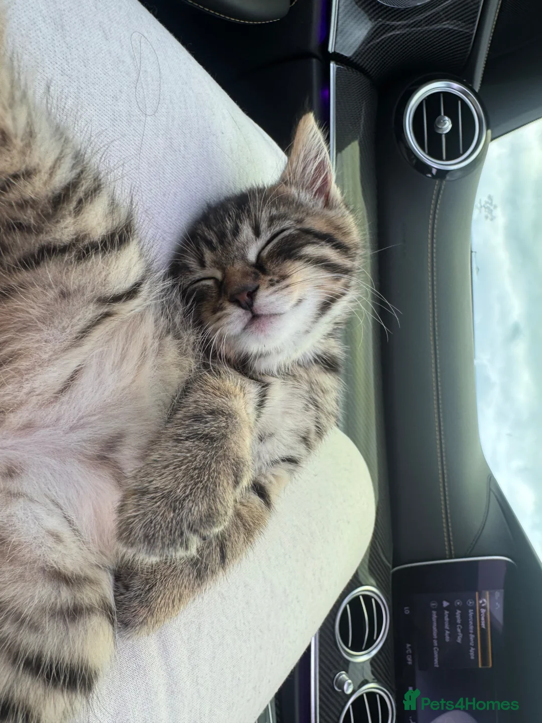 Mixed Breed cats for sale: tabby/russian blue mix female kitten in London - Advert 6
