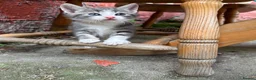 British Shorthair cats for sale: Beautiful kitten ready to leave  - Advert 14