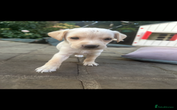 Mixed Breed dogs for sale: 3/4 Labrador 1/4 German wire hair pointer  - Image 23