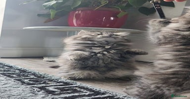 Mixed Breed cats - Advert 1