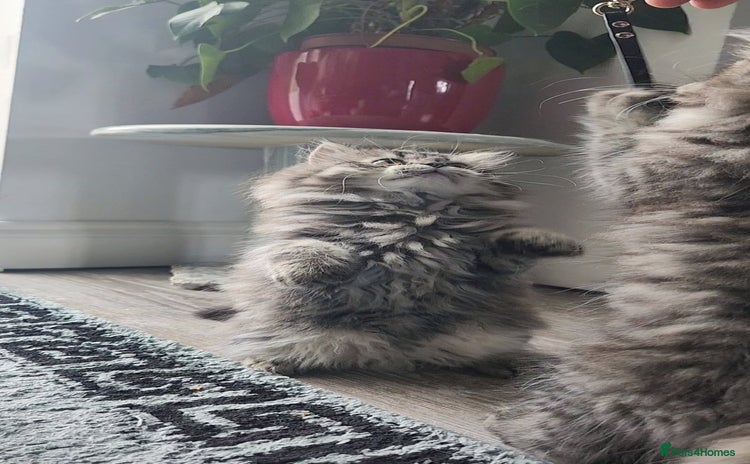 Mixed Breed cats - Advert 4