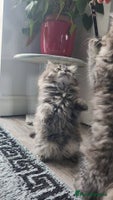 Mixed Breed cats - Advert 6