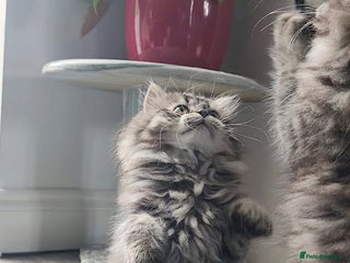 Mixed Breed cats - Advert 17