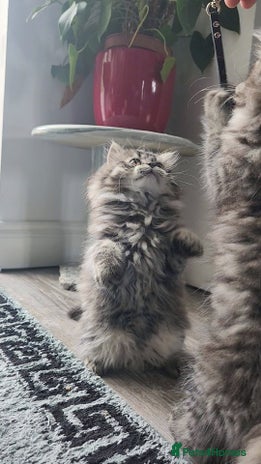 Mixed Breed cats - Advert 3