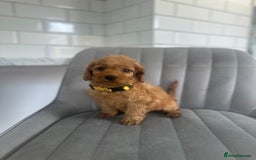 Cockapoo dogs for sale: OUTSTANDING Red Cockapoo Puppies  - Image 10