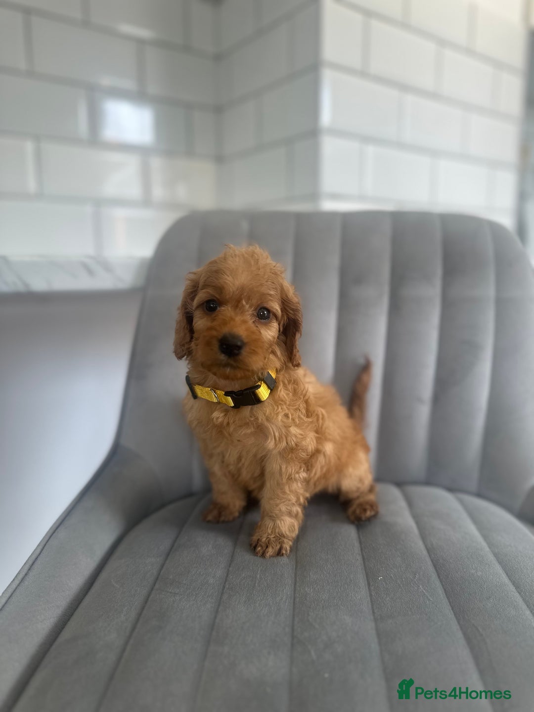 Cockapoo dogs for sale: OUTSTANDING Red Cockapoo Puppies  - Image 10