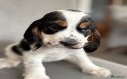 Cocker Spaniel dogs for sale: Health tested cocker spaniel pups  - Image 8