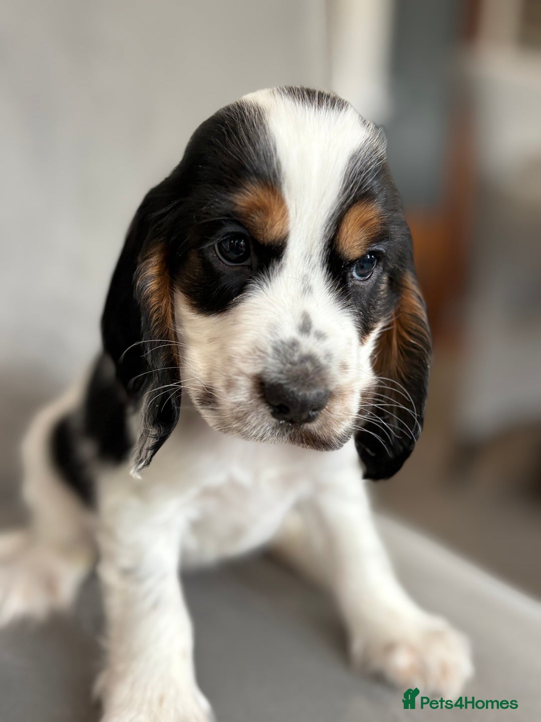 Cocker Spaniel dogs for sale: Health tested cocker spaniel pups  - Image 8