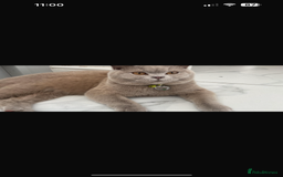 British Shorthair cats for sale: Last Female Lilac BSH TIKTOK FAMOUS  - Image 8