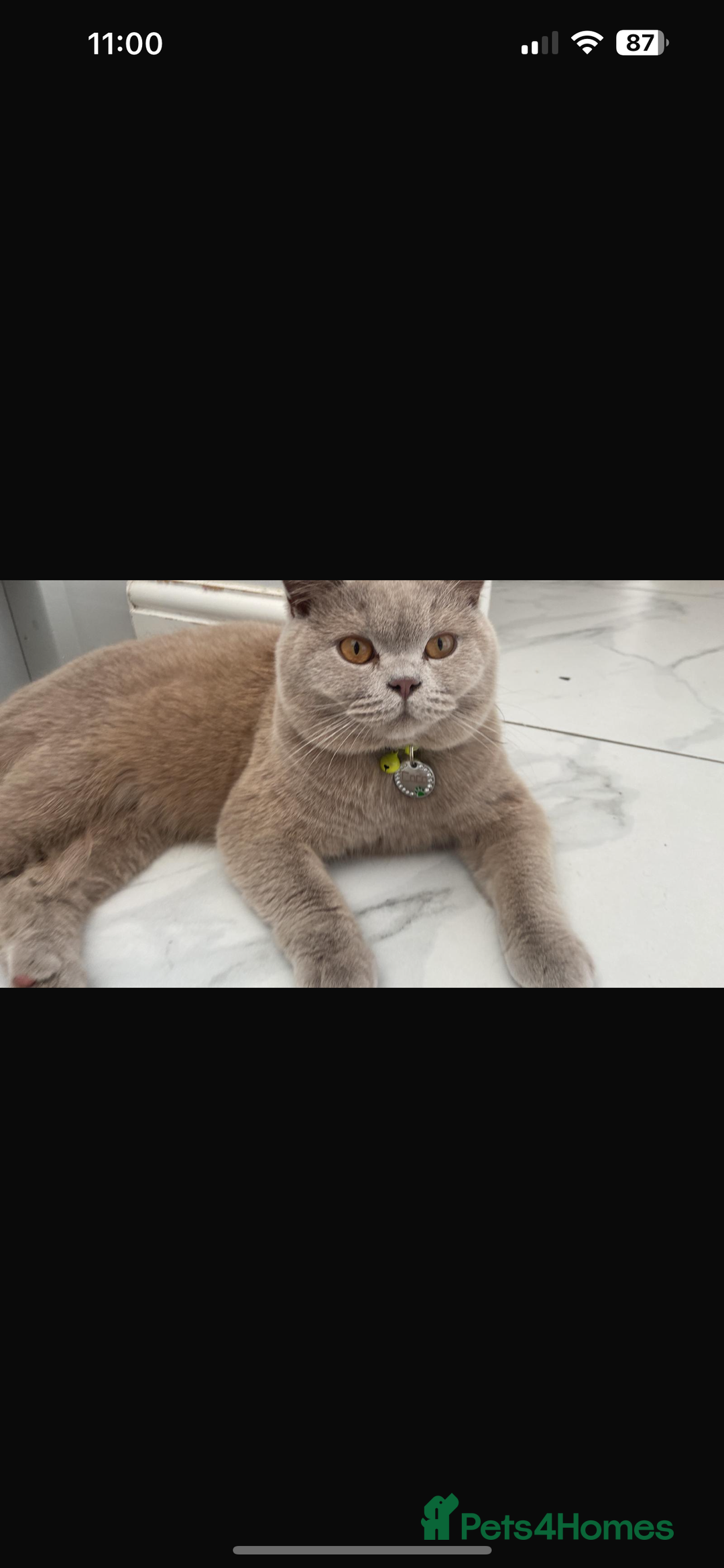 British Shorthair cats for sale: Last Female Lilac BSH TIKTOK FAMOUS  - Image 8