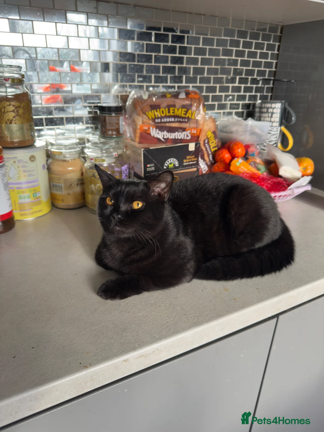 British Shorthair cats for sale: Teddy – Black Panther GCCF Pedigree BSH Male Cat - Advert 1