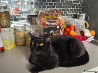 British Shorthair cats Teddy – Black Panther GCCF Pedigree BSH Male Cat - Advert 1