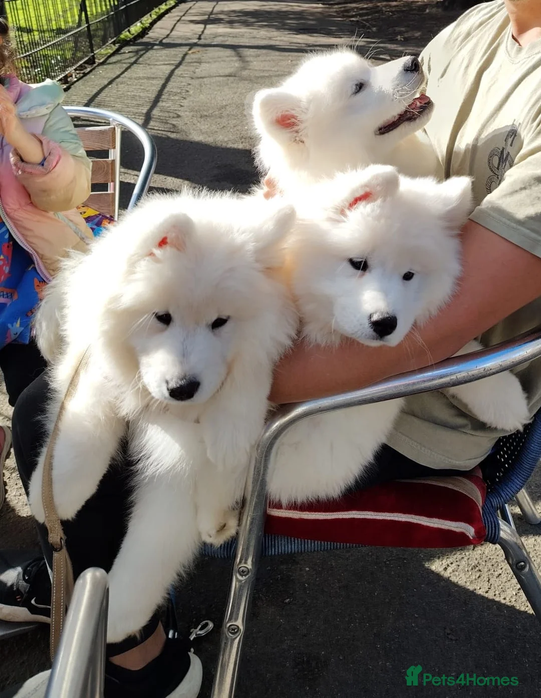 Samoyed dogs for sale: 3 Samoyed puppies for loving homes in London - Advert 2