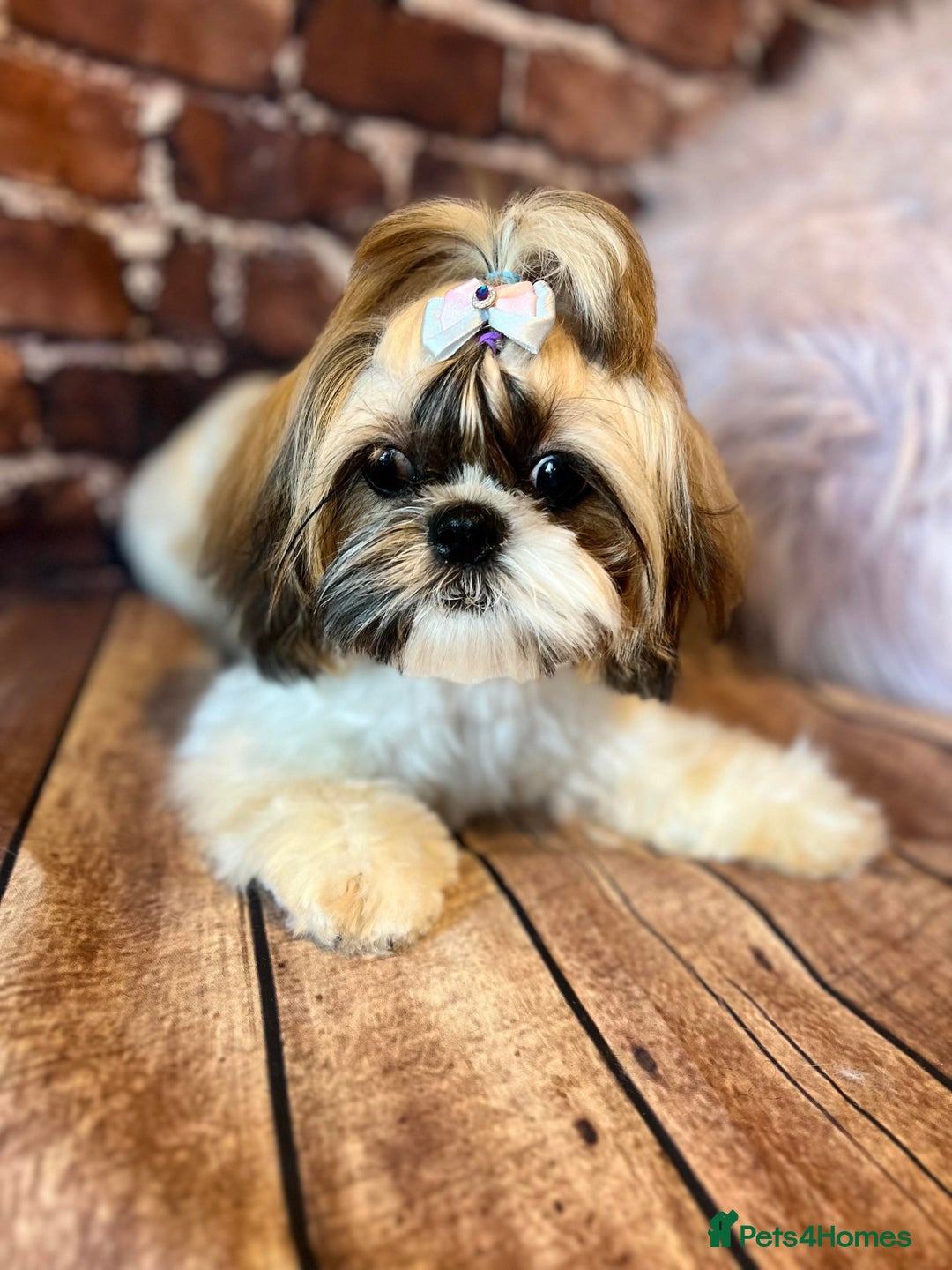 Shih Tzu dogs for sale: Shihtzu  - Image 7