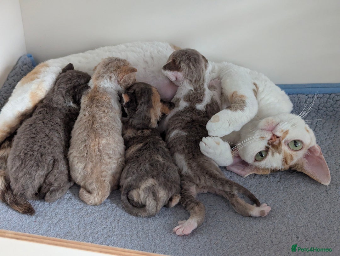 Devon Rex cats for sale: 🌼Curly, gorgeous Devon Rex Kittens available  - Image 6