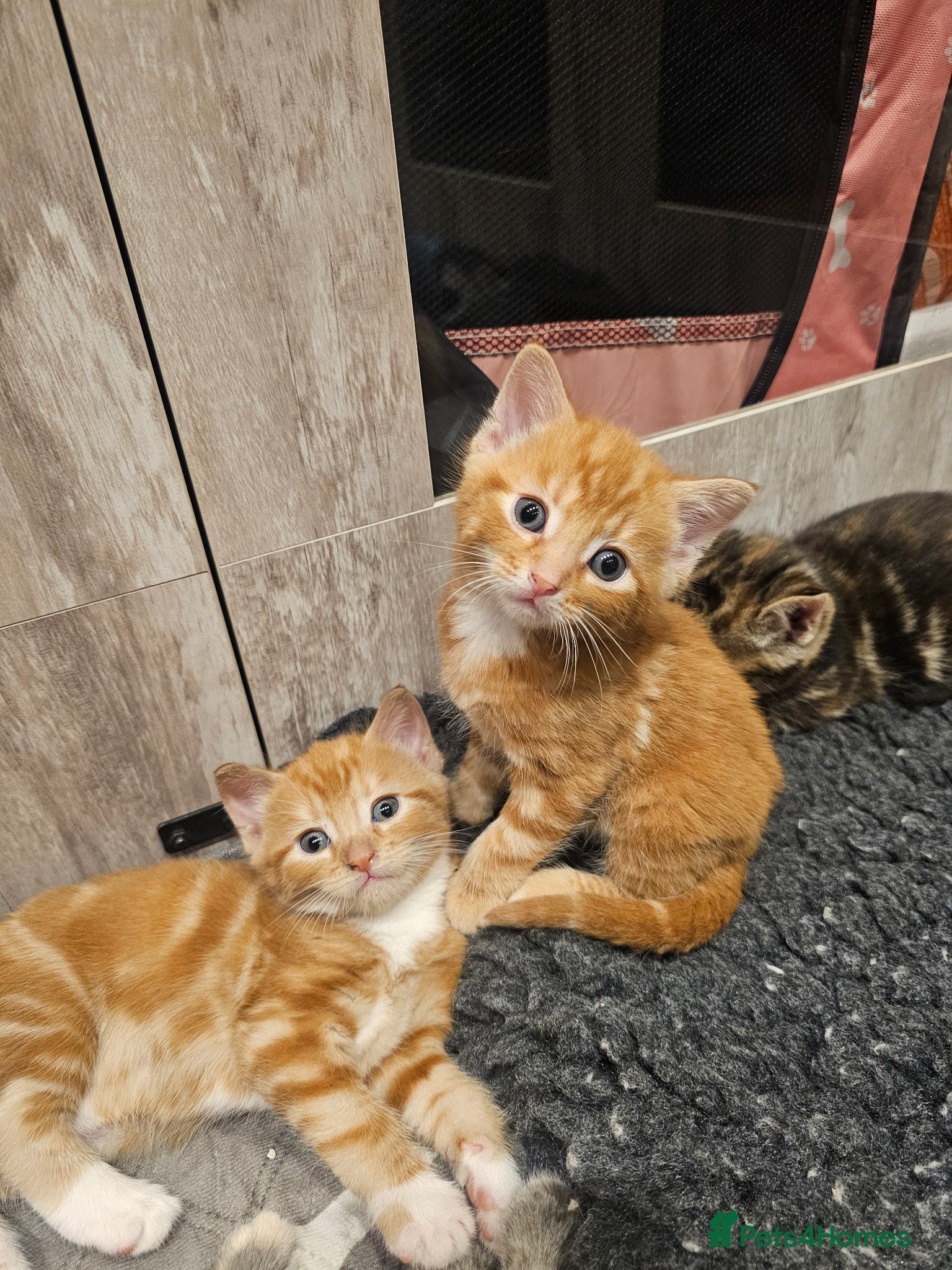 Mixed Breed cats for sale: Stunning Long Haired Kittens, rare colours🐾 💗 - Advert 17